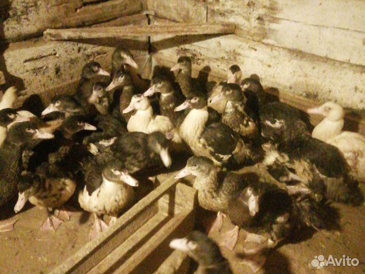 Утки селезни, индоутки