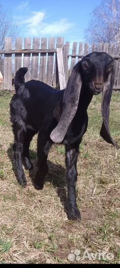 Козлята камори- нубийские