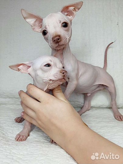 Шоколадный принц