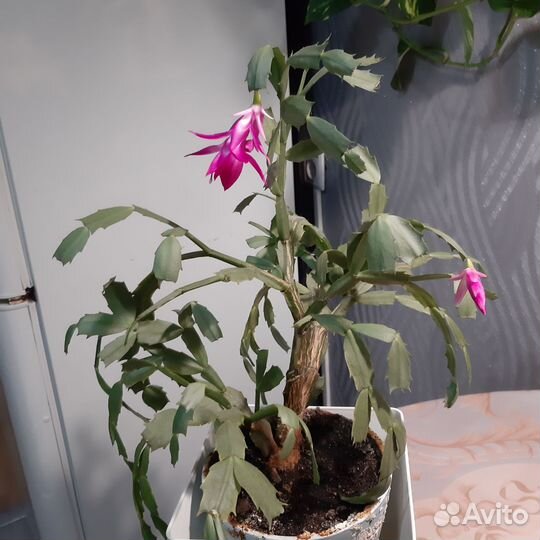 Комнатные цветочки