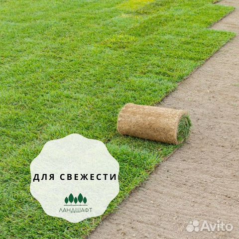 Рулонный газон под ключ в г.о. Домодедово