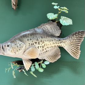 Чучело рыбы
