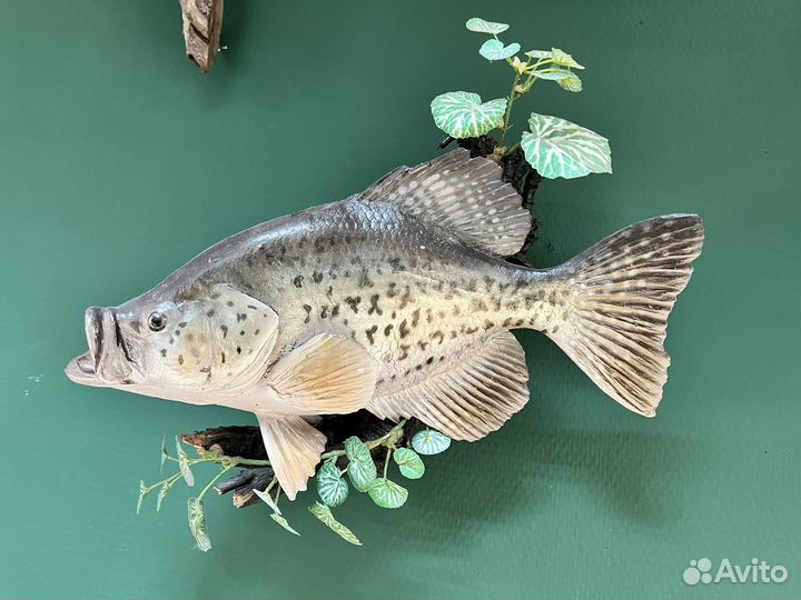 Чучело рыбы