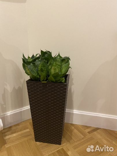 Сансевиерия