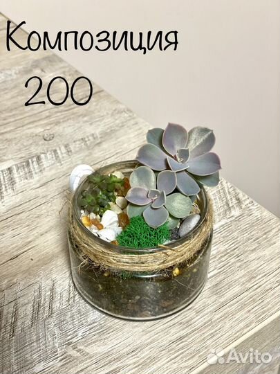 Комнатные растения композиции