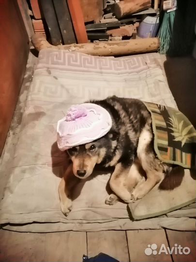 Собака в добрые руки отдам бесплатно