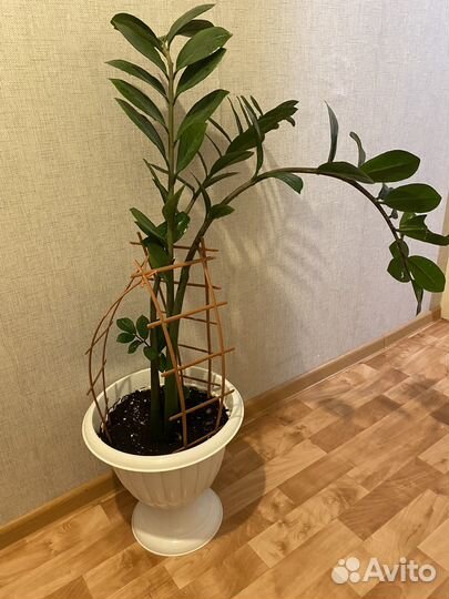 Замиокулькас