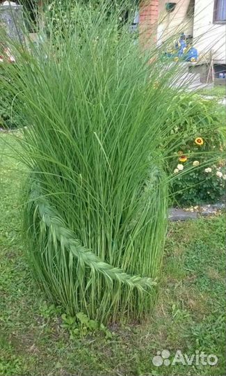 Пампасная трава Садовый дачный декор (Кортадерия)