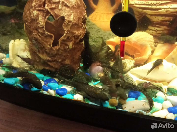 Сомики анциструсы