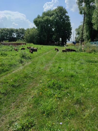 Участок 34 сот. (ИЖС)