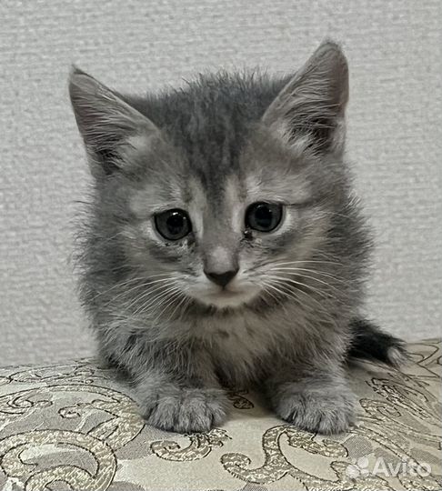 Котятки в добрые руки