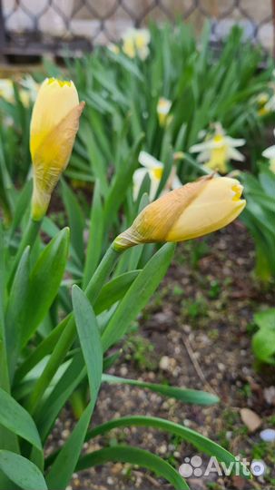 Нарциссы в горшке