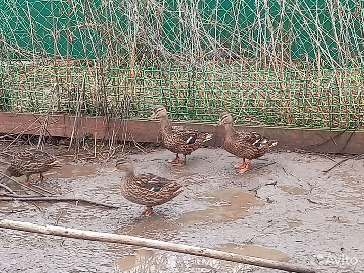 Подсадные утки