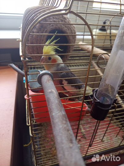 Попугай корелла девочка