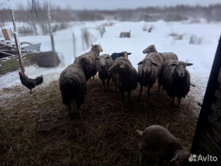 Овцы суффолк