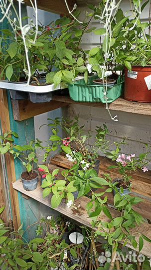 Вегейла, Дейцея