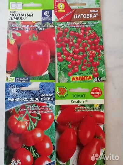 Рассада помидор