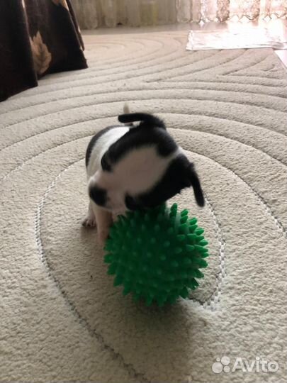 Собака Чихуахуа