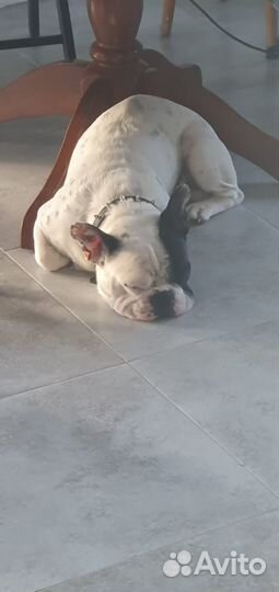 Французский бульдог кобель для вязки