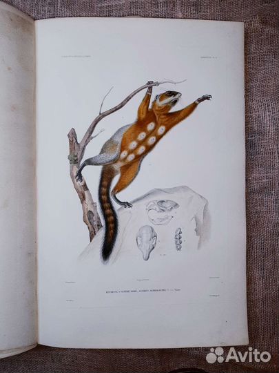 Антикварная книга в единственном экземпляре