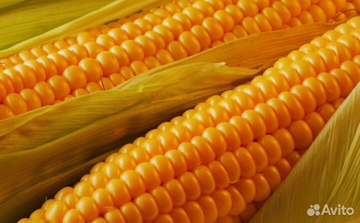 Гибриды кукурузы Пионер П8521