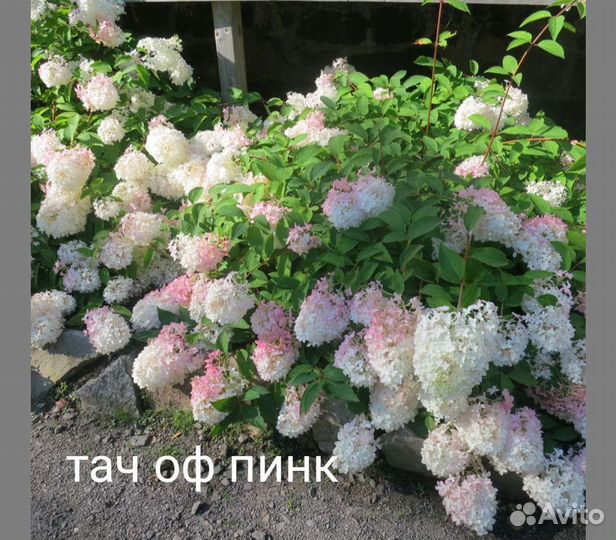 Гортензия метельчатая черенки