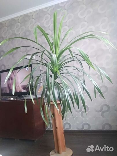 Пальма панданус