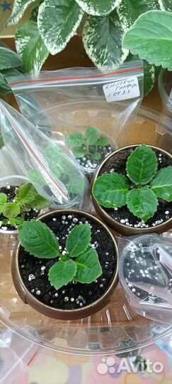 Глоксинии детки