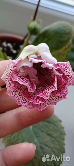 Глоксинии детки