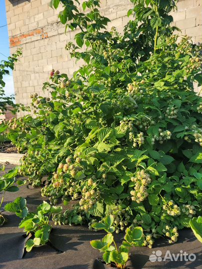 Малина Глен Кое