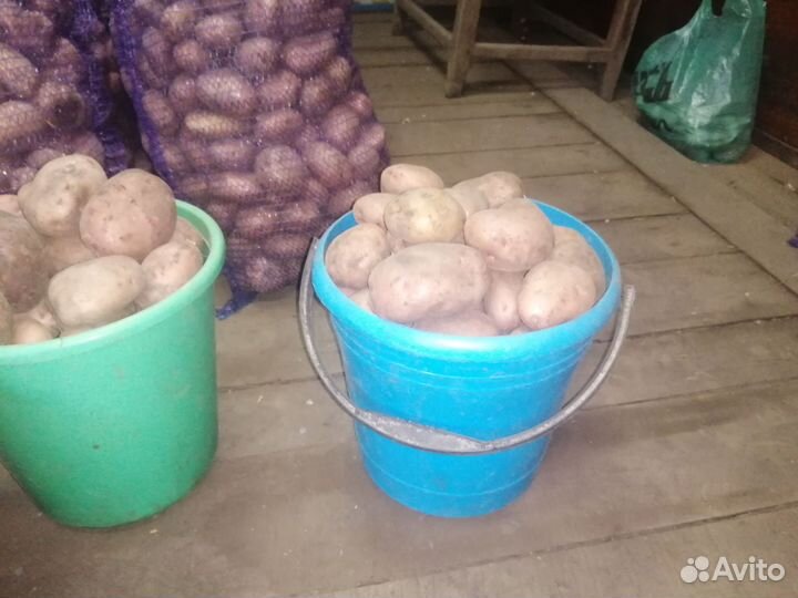 Продам картофель