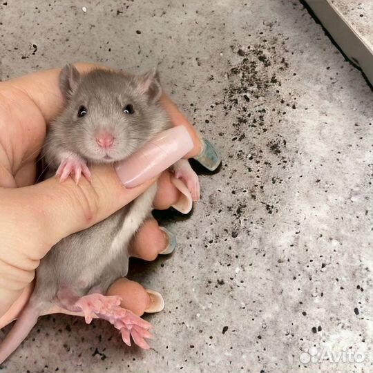 Крыса дамбо с клеткой. Крысята от питомника
