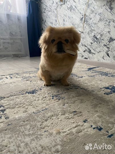 Вязка пекинес