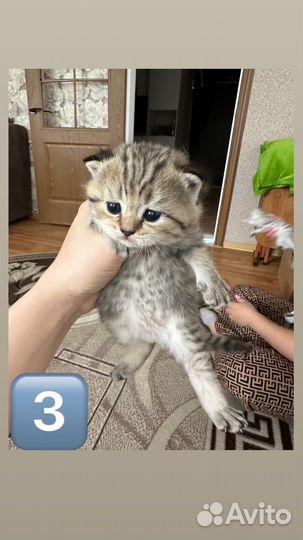 Шотландские котята
