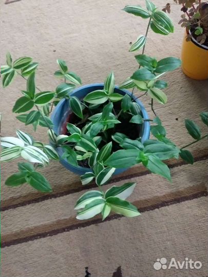 Кислица, шефлера