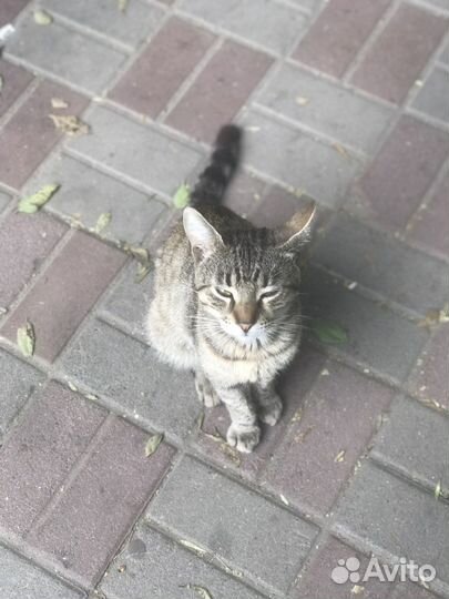 Котики бесплатно в добрые руки