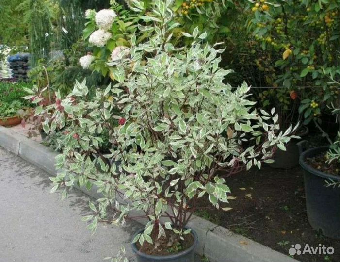 Дерен элегантиссима