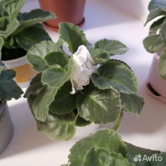 Фиалка белая, комнатные растения, цветы