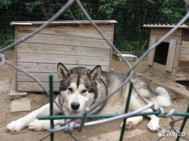 Много разных пород