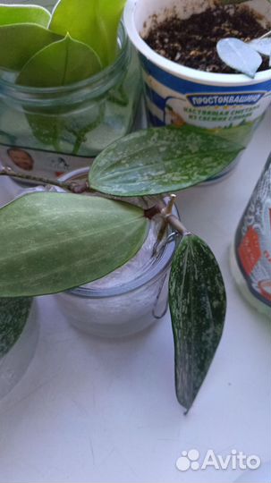 Хойя, отводки и срезы