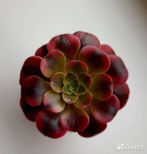 Суккуленты