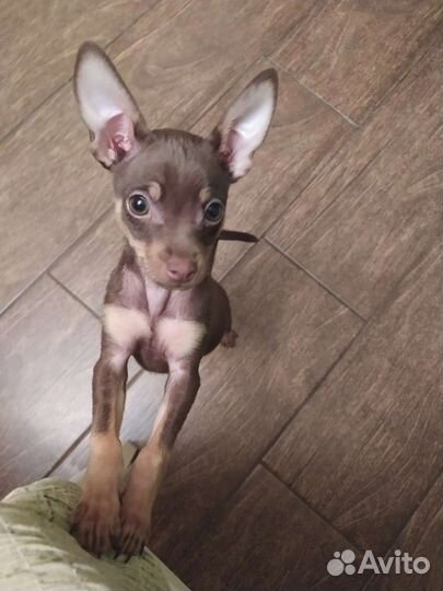 Мини той-терьер вязка