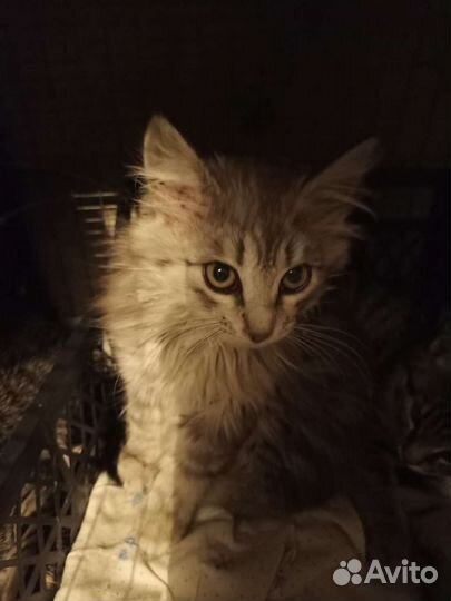 Пушистая кошечка 2 месяца