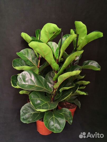 Фикус лирата бамбино 12/50-55