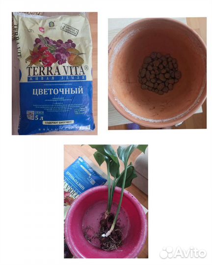 Эухариус (Амазонская лилия) в горшке 5,5 литра