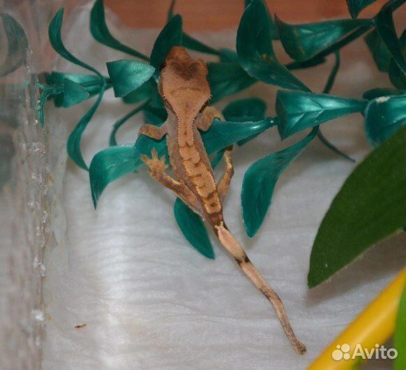 Передежка собак и мелких животных. Выгул