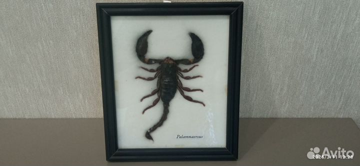 Скорпион Palamnaersus в рамке под стеклом