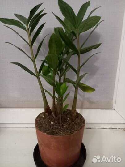 Замиокулькас (долларовое дерево)