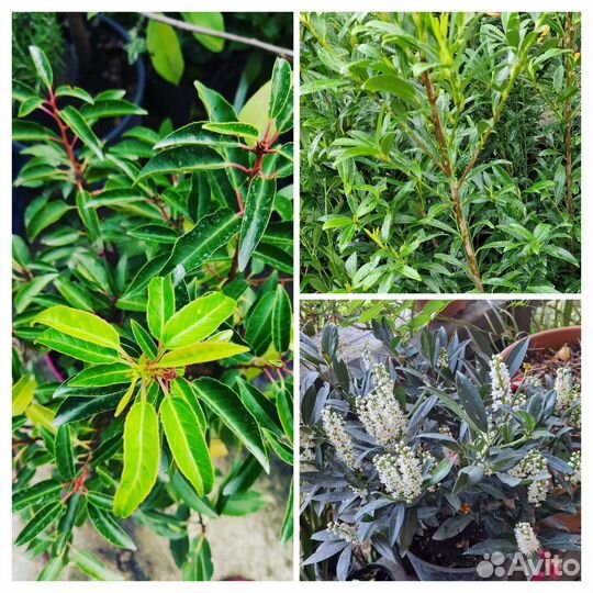 Лавровишня Отто Люкен,кавказская,луизит-я,софия