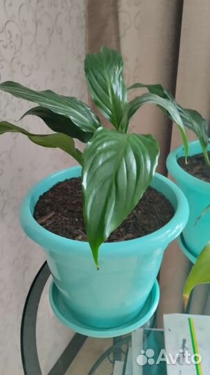 Спатифиллум